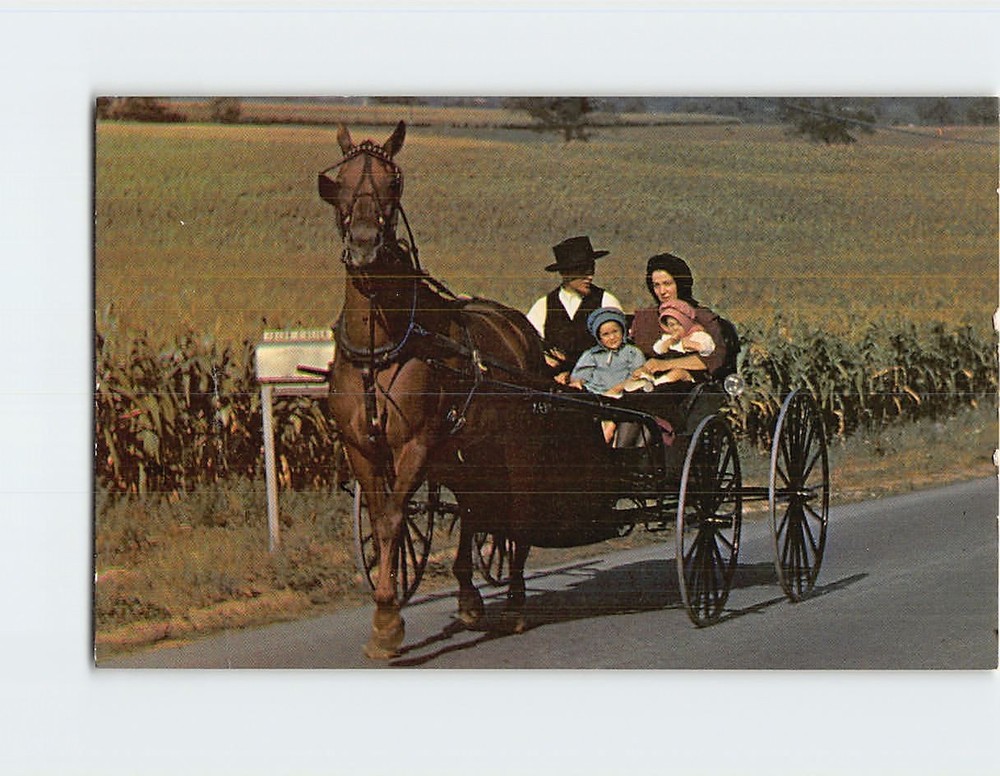 Postcard An Amish Family with their Horse & Buggy Ohio USA