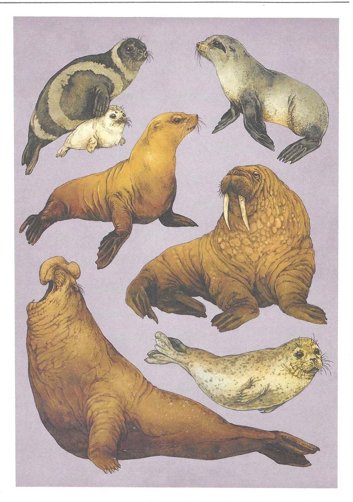 NEW Oceanarium Watercolor Postcard Sea Creatures Marine Mammals