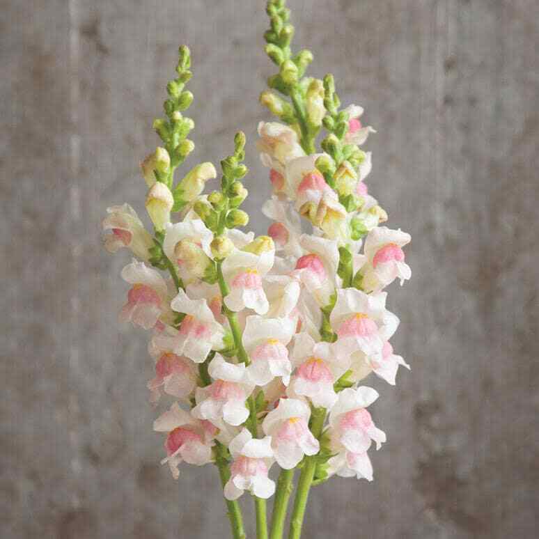 20 beautiful fluffy snapdragon flower seeds for spring summer variety mix pink