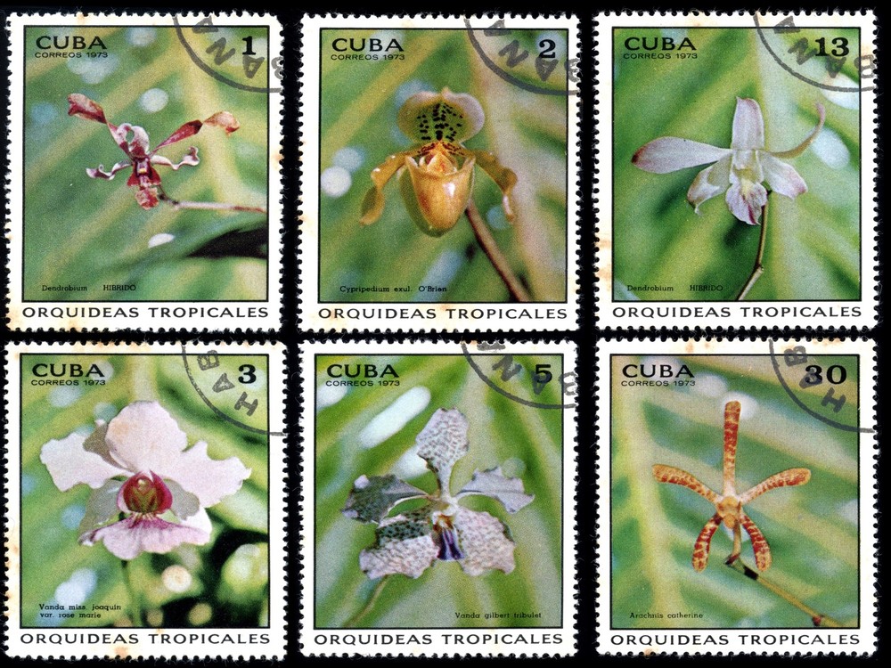 7877.Decoration Poster.Home Room wall interior art design.Cuba Correos.Orchids