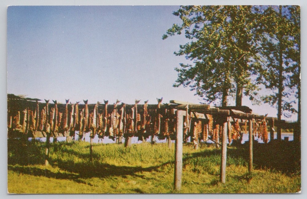 Vintage Alaska Postcard Salmon Drying Racks Nenana KODACHROME Mike Roberts