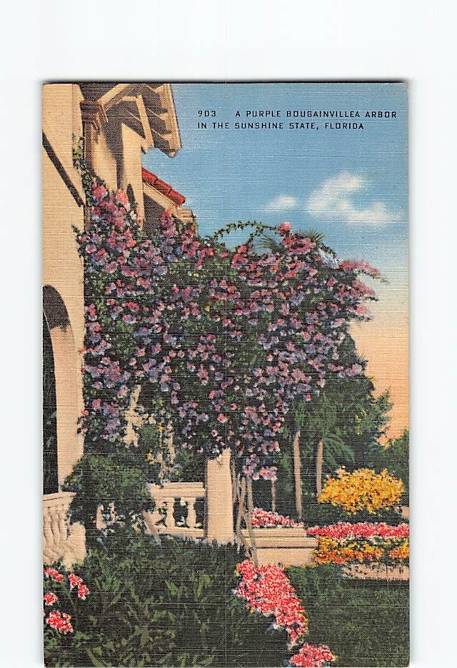 Postcard A Purple Bougainvillea Arbor In The Sunshine State Florida USA