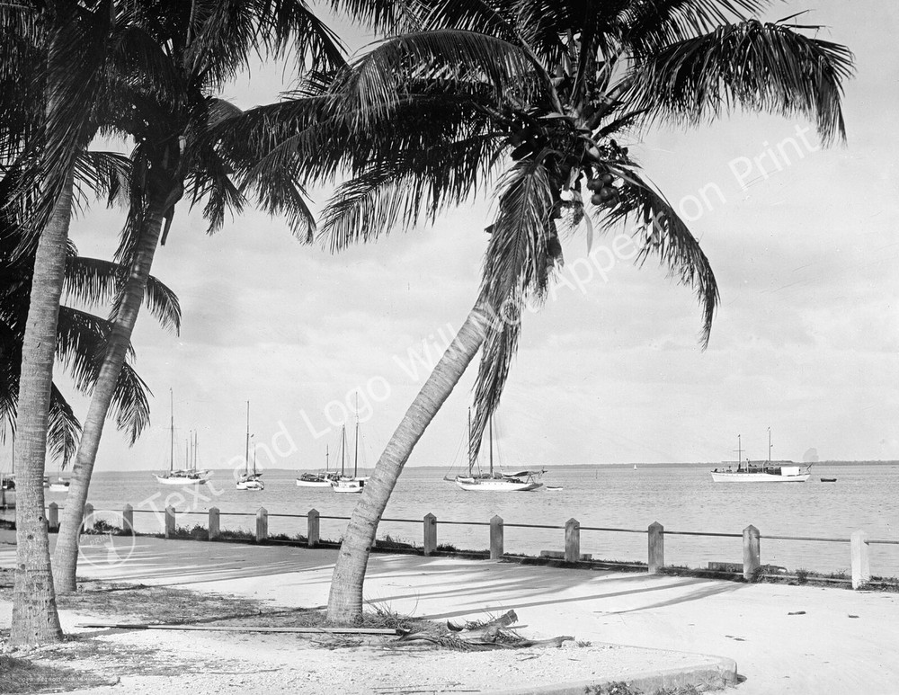 1910 Biscayne Bay, Miami, Florida Vintage Old Photo 8.5