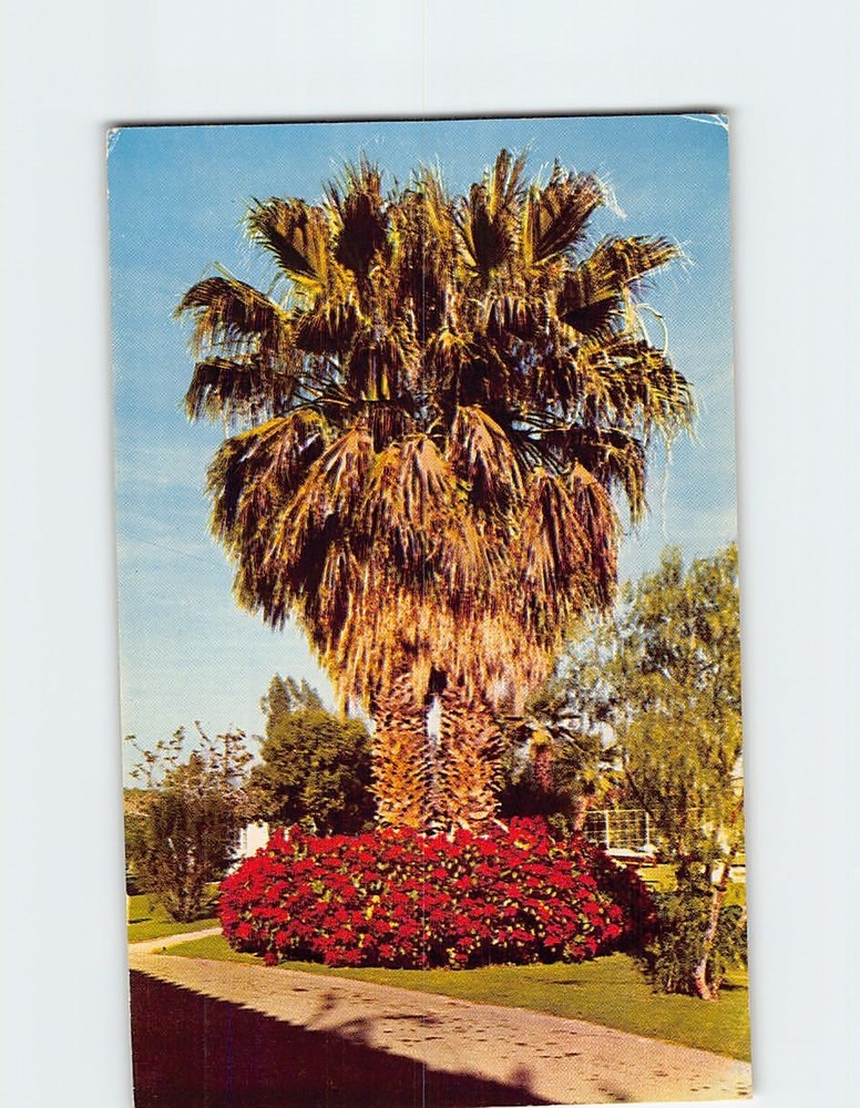 Postcard Poinsettias at Ingleside Inn Palm Springs California USA