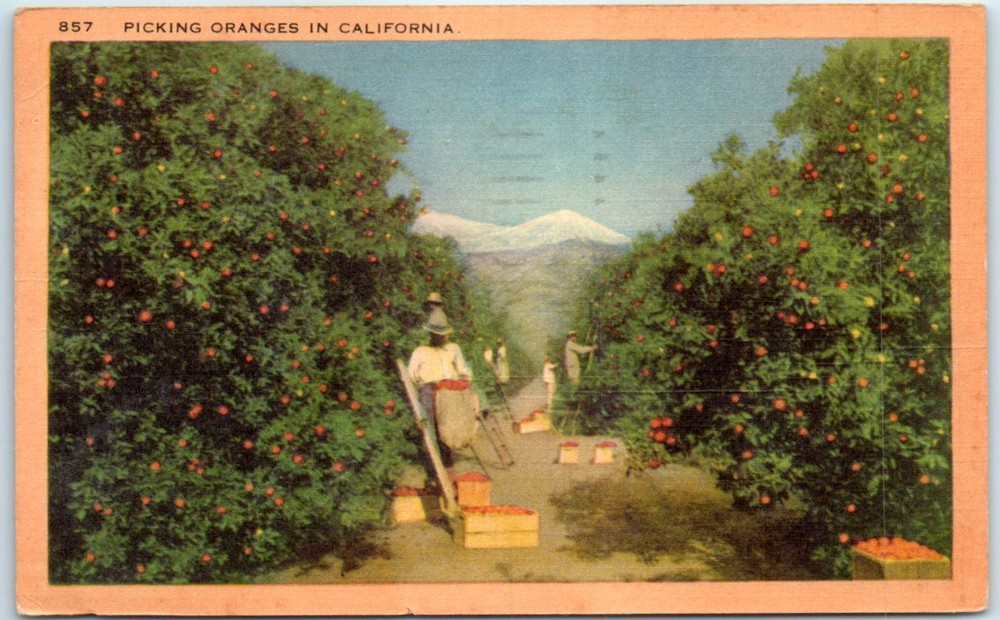 Postcard - Picking Oranges in California