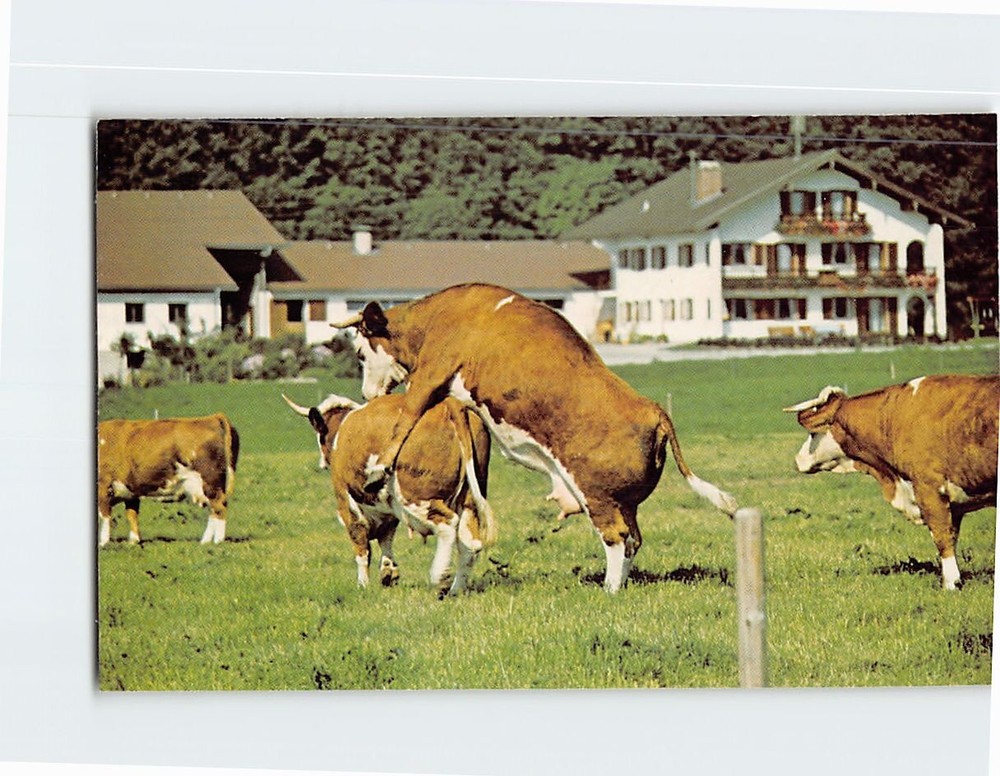 Postcard How The Udder Half Lives Bavarian Alps Germany