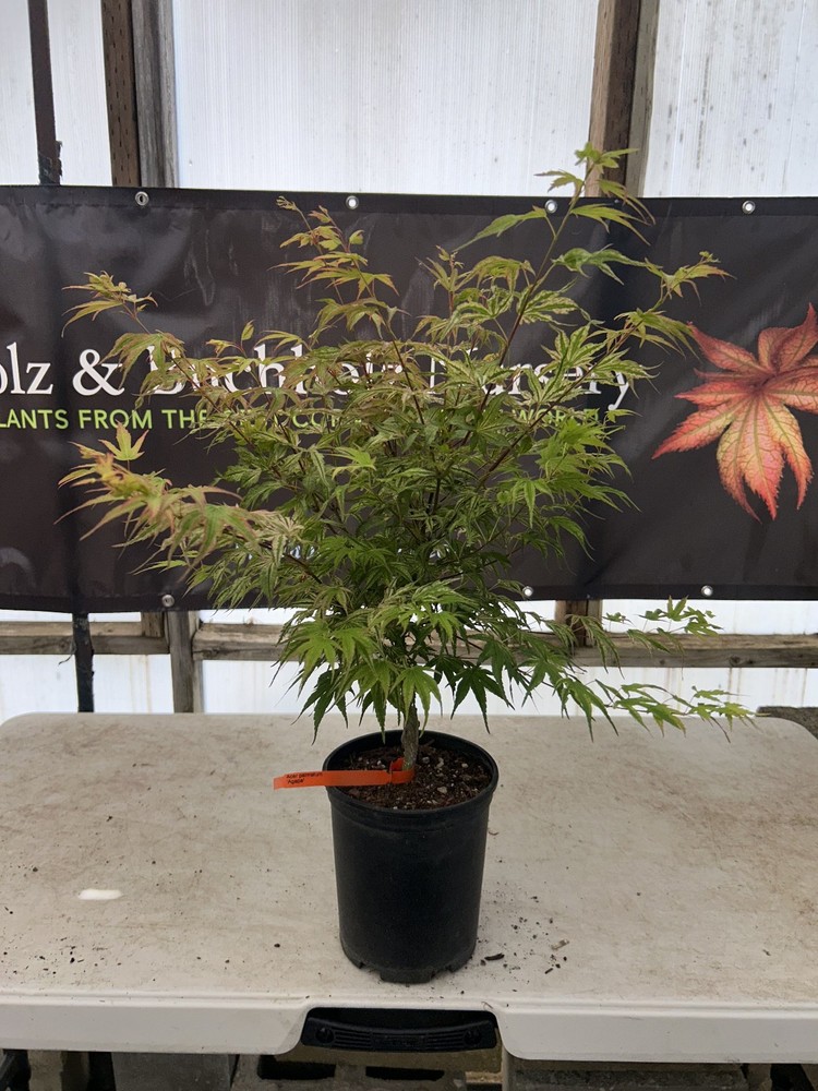 Acer palmatum ‘Agape’ Japanese Maple 1 Gallon-image