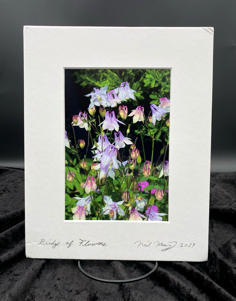Original Photo Purple Columbine Flowers (Aquilegia), Signed & Matted, 8