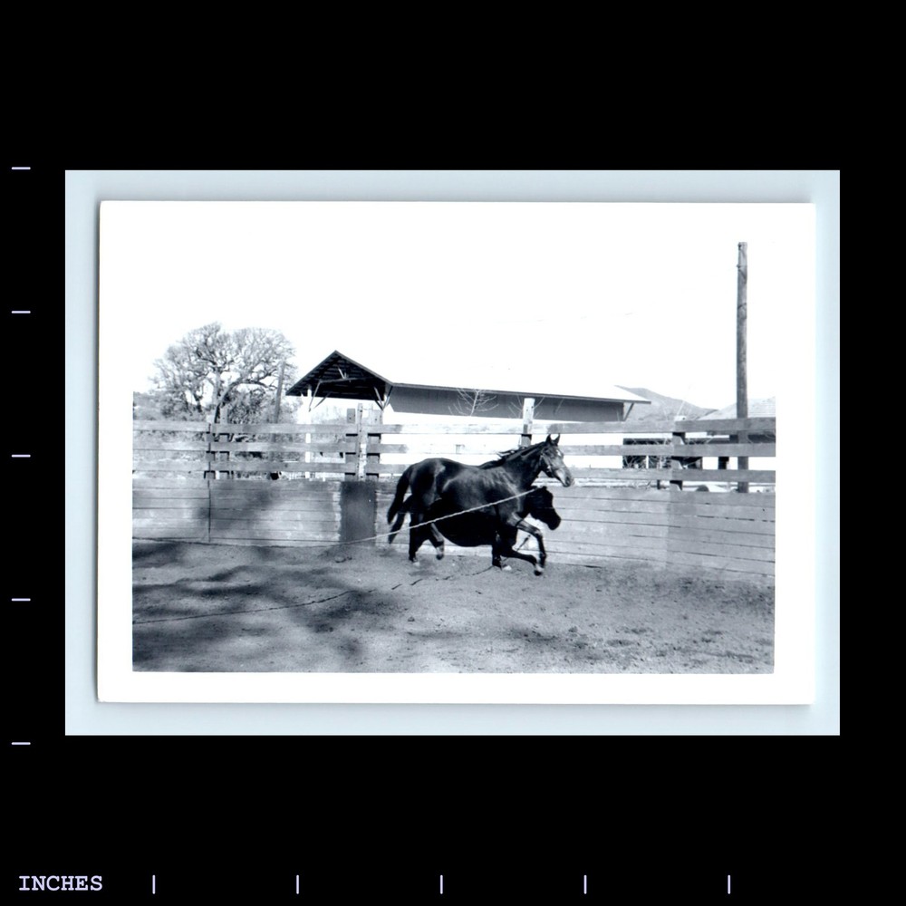 Old Vintage Photo HORSE IN PEN
