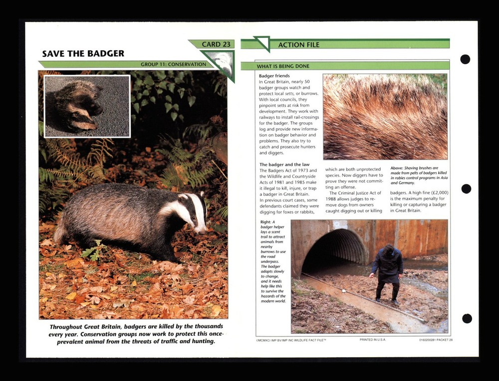 Save the Badger Wildlife Conservation Fact File Card for Home School Education 11.23