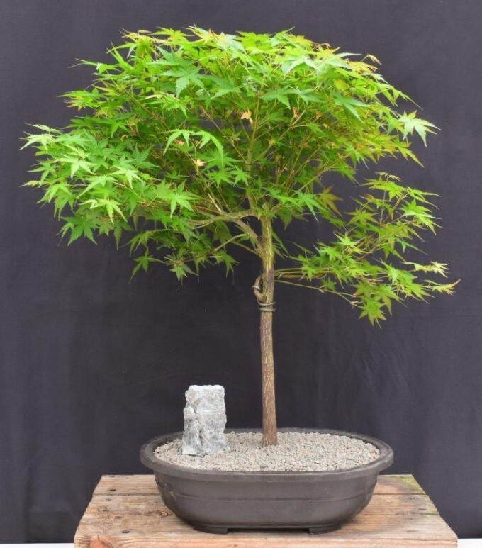 Japanese Green Maple Bonsai Tree 25