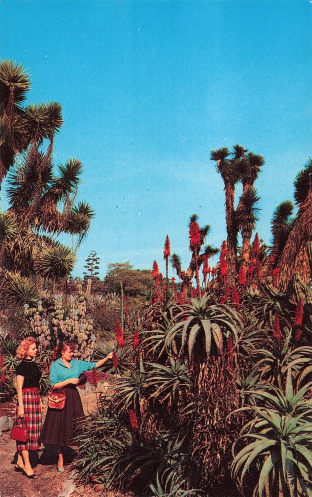 San Marino CA, Cactus Desert Plant Gardens, Huntington Library, Vintage Postcard