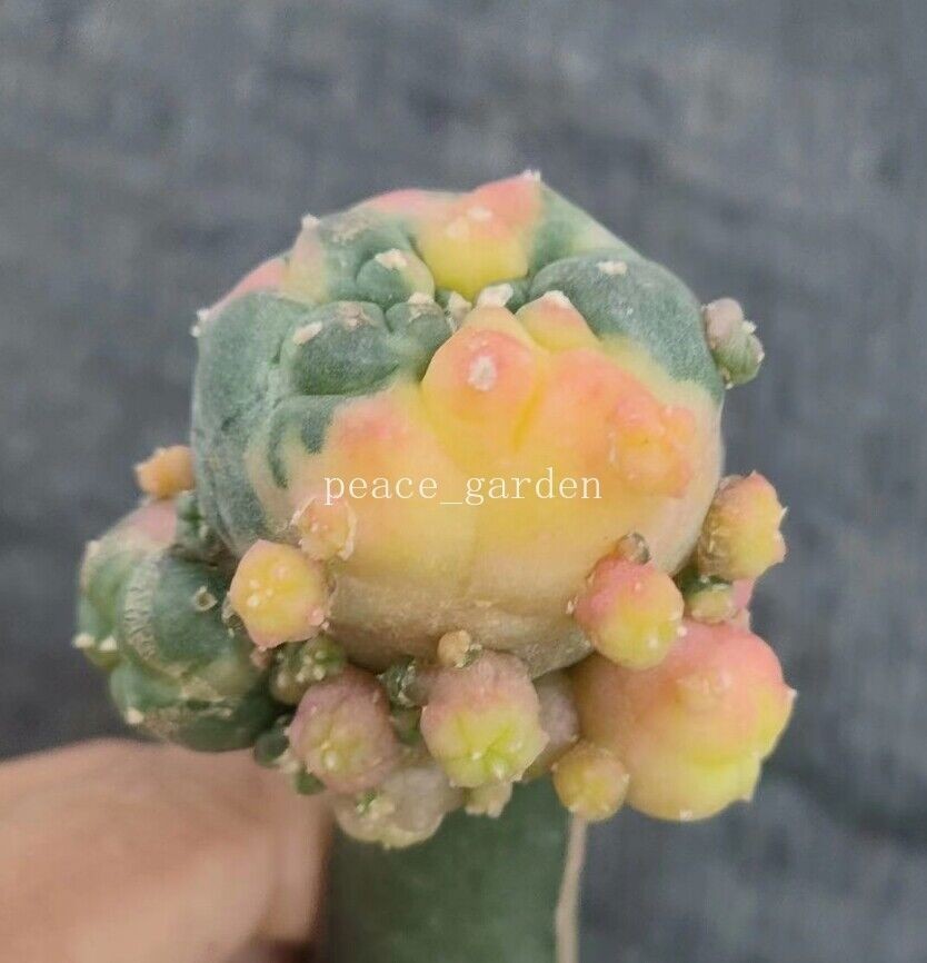 LW cactus variegated Succulent Plant Garden Décor Boutique degrafted 5-7cm