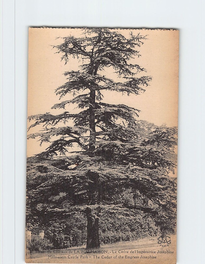 Postcard The Cedar of the Empress Josephine Malmaison Castle Park France