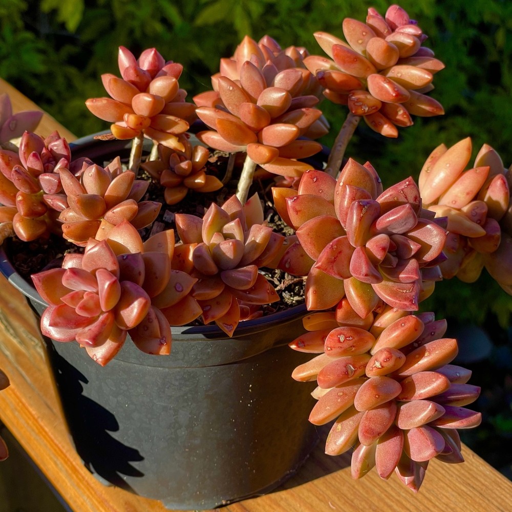 Rare Succulent Graptosedum Alpenglow Bronze Live Plant 2-Inch Rooted 1-Head