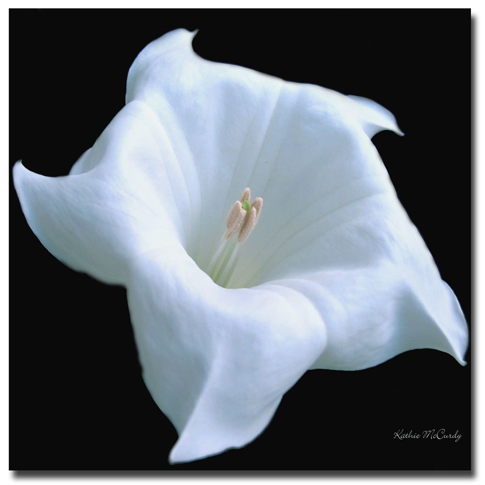 Trademark Art Moonflower Black and White by Kathie McCurdy Canvas Wall Art, 2...