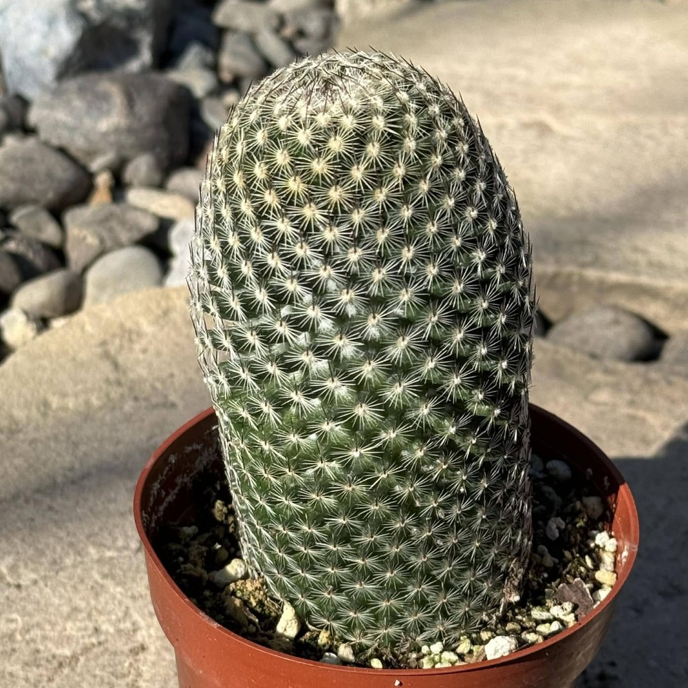 Mammillaria Matudae ‘Thumb Cactus’