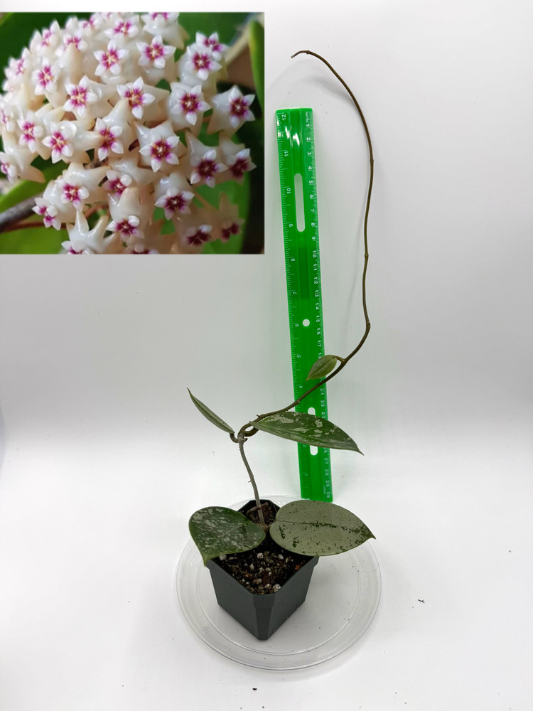 Hoya verticillata Silver Heart Well Rooted Established Plant