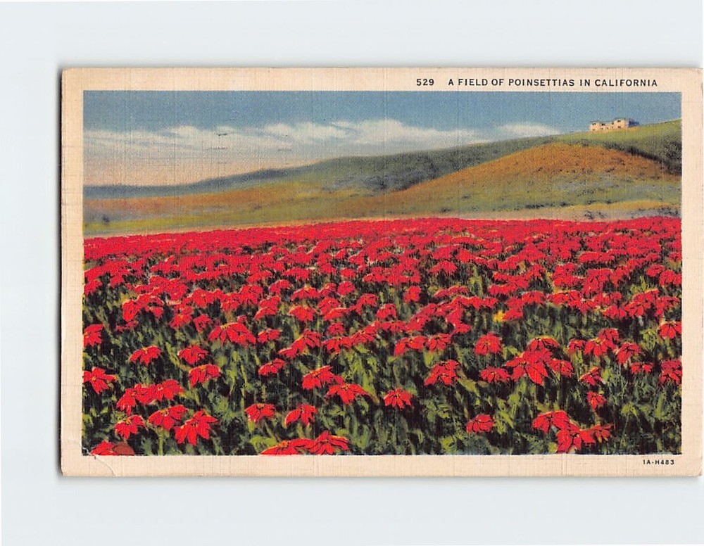 Postcard A Field Of Poinsettias In California USA
