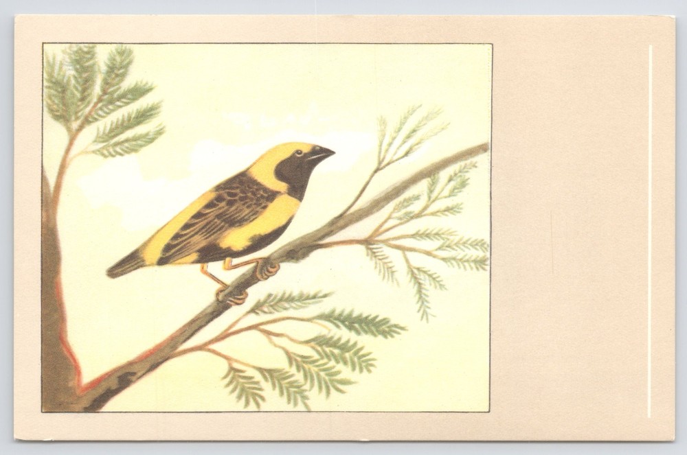 Animal~Bird~Napoleon Weaver~1950s Postcard