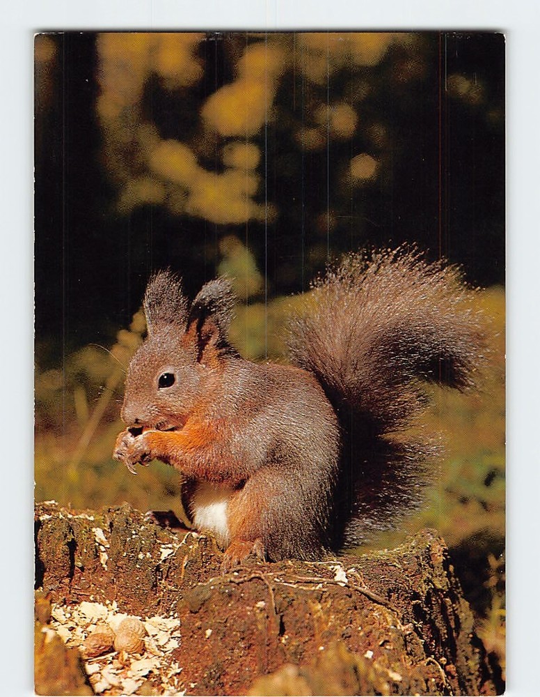 Postcard Red Squirrel
