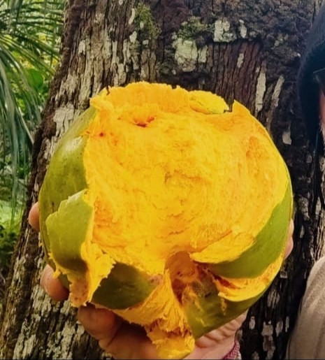 Pouteria sp. Humongous Lucumo