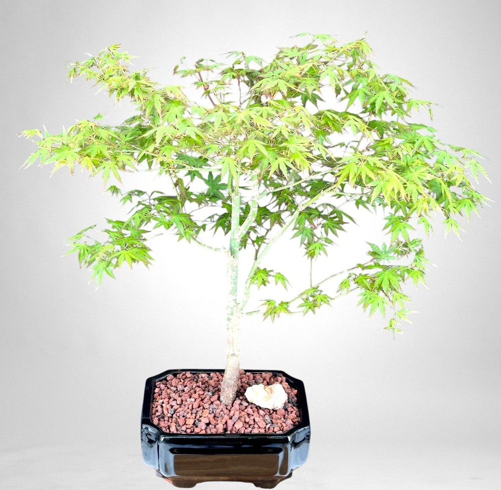 Trained Japanese Green Maple Bonsai Tree 20