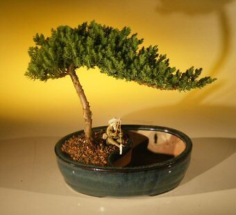 Juniper Bonsai Tree Live Procumbens Nana Evergreen Outdoor Plant 9'' H Water Pot