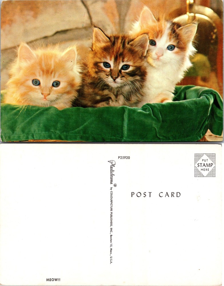 Three Kittens in Green Basket Postcard