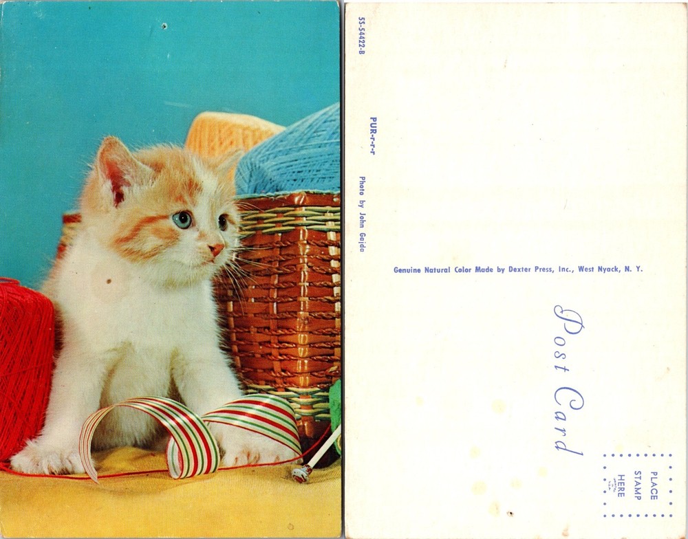 White and Orange Kitten Yarn Basket Postcard