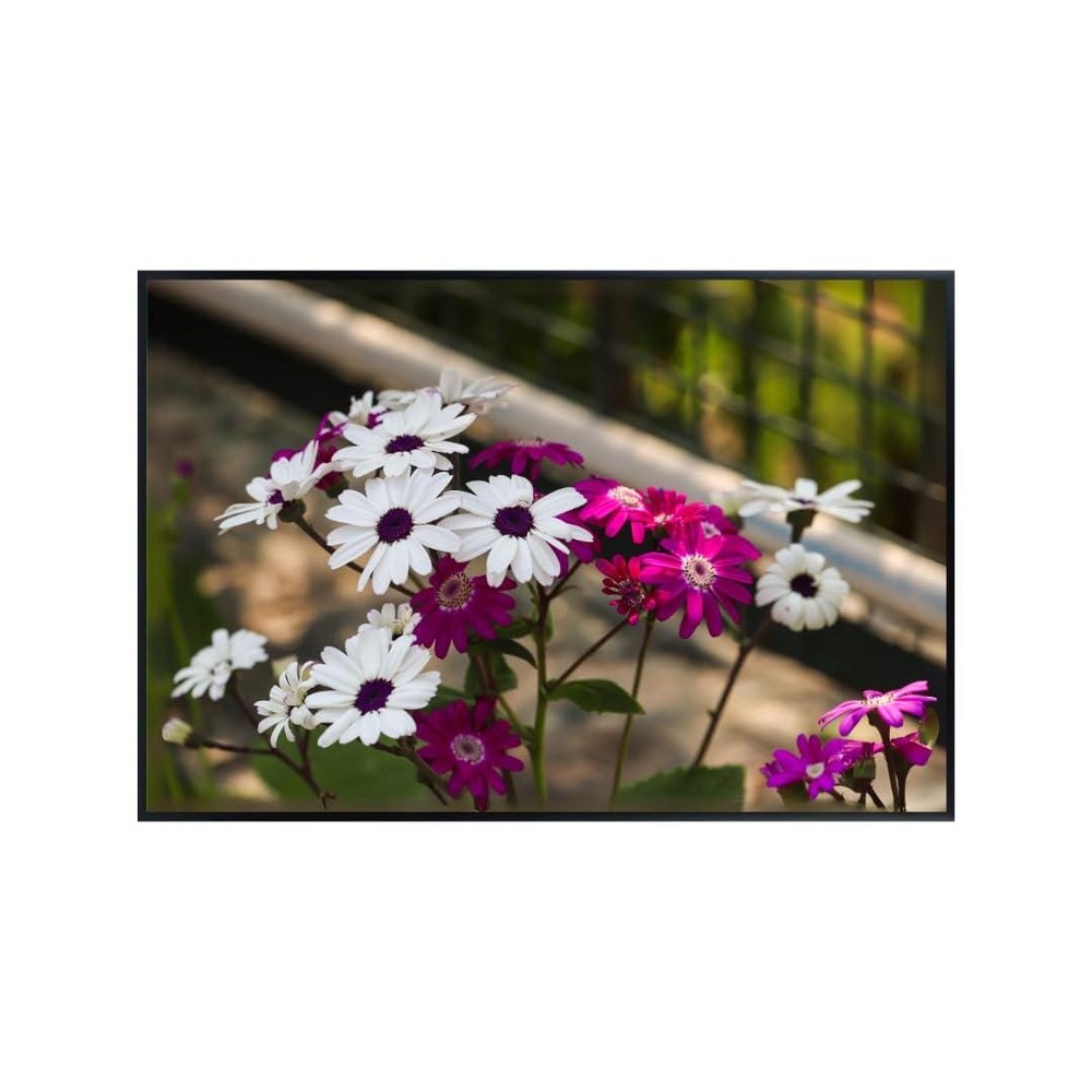 African Daisy Botanical Wall Art Poster – Floral Home Decor Print Unframed