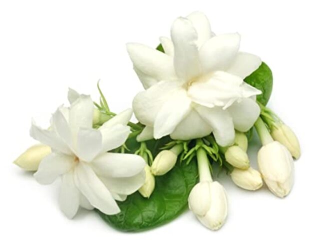 50pcs Jasmine Seeds for Planting, Non-GMO Heirloom, 90% Germination Rate,