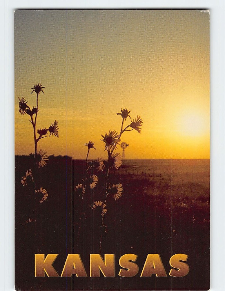 Postcard Sunset Sunflowers & Windmill In Kansas