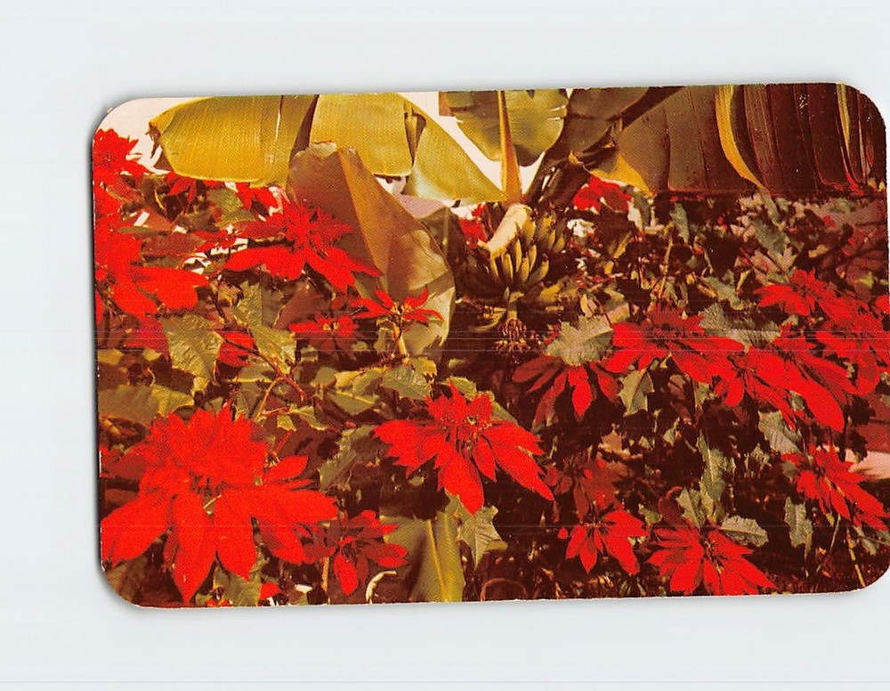 Postcard Poinsettia Flowers