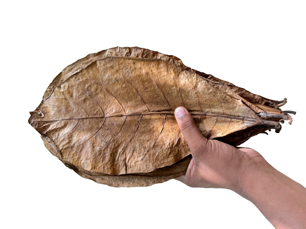 30 Pcs Natural Indian Almond Catappa Leaves for Betta Fish and Shrimp Aquarium