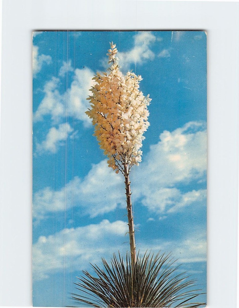 Postcard Yucca in Bloom