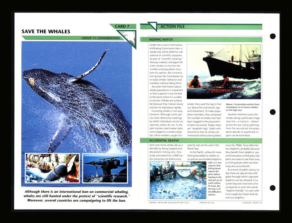 Save Whales Wildlife Fact Card for Conservation and Homeschooling 11.7cm