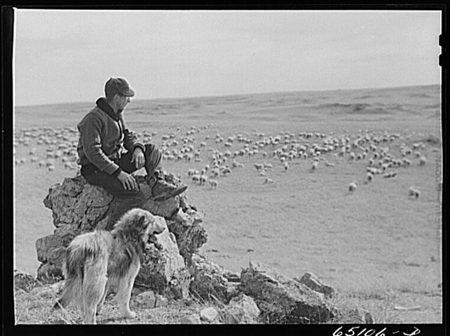 Photo:McCone County, Montana. Herder watching his sheep