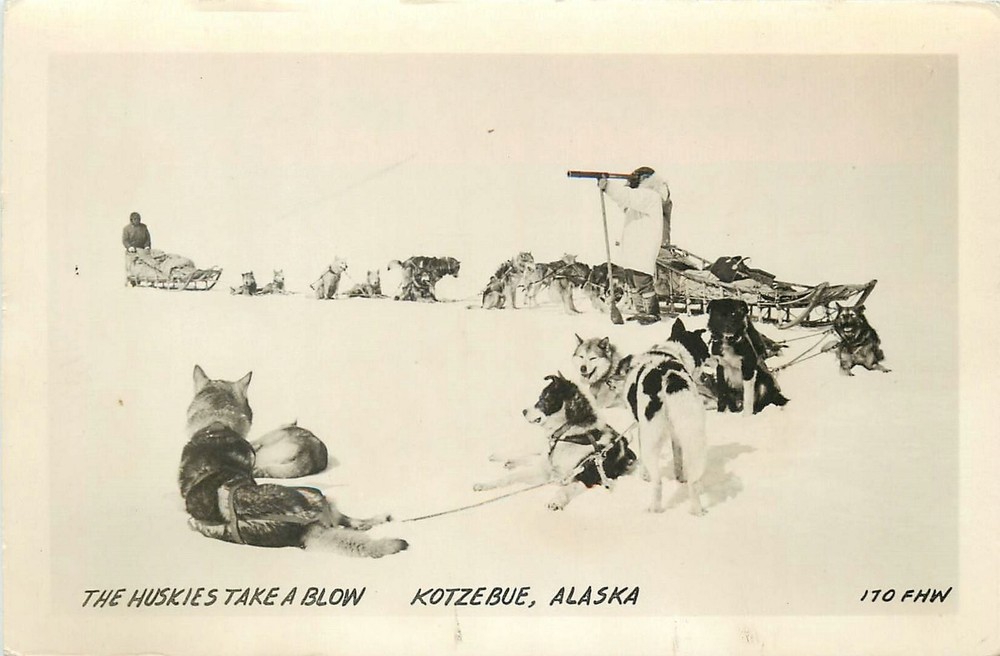 1954 Kotzebue Alaska Huskies take a blow winter scene FHW Postcard RPPC 24-11946