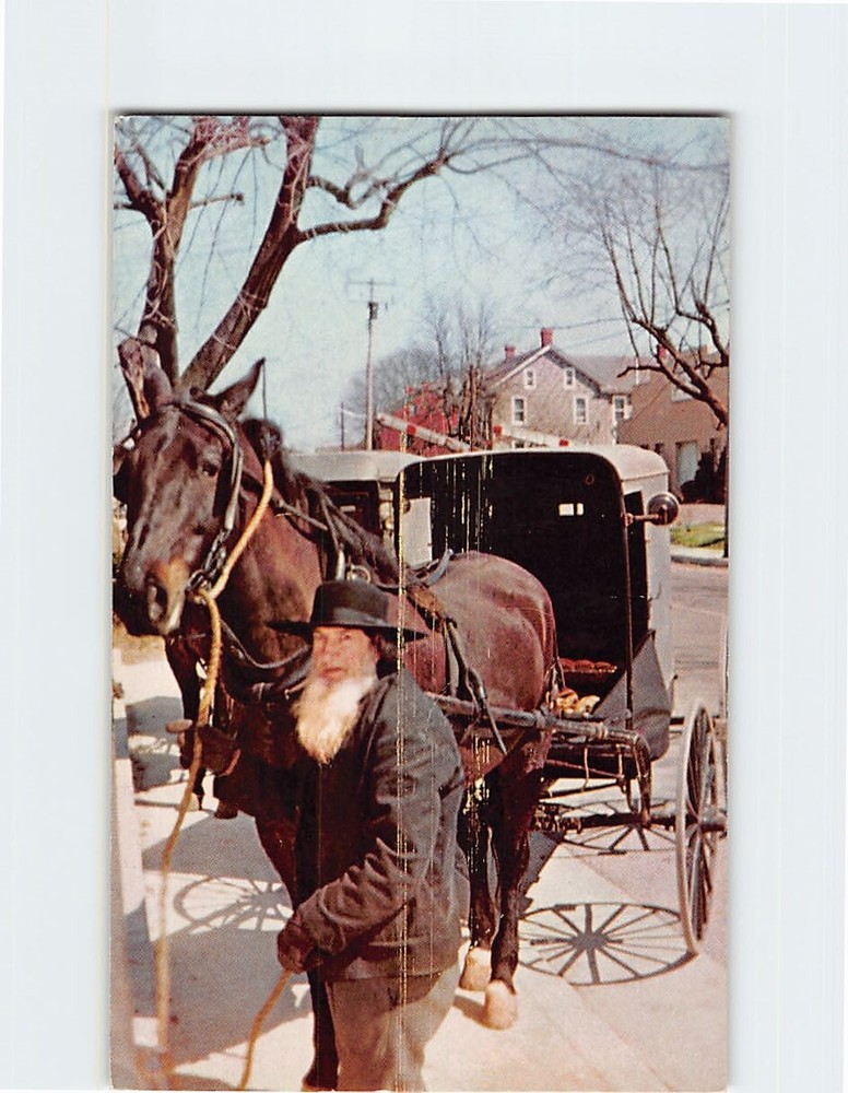 Postcard Amish Man With Horse & Buggy Lancaster County Pennsylvania
