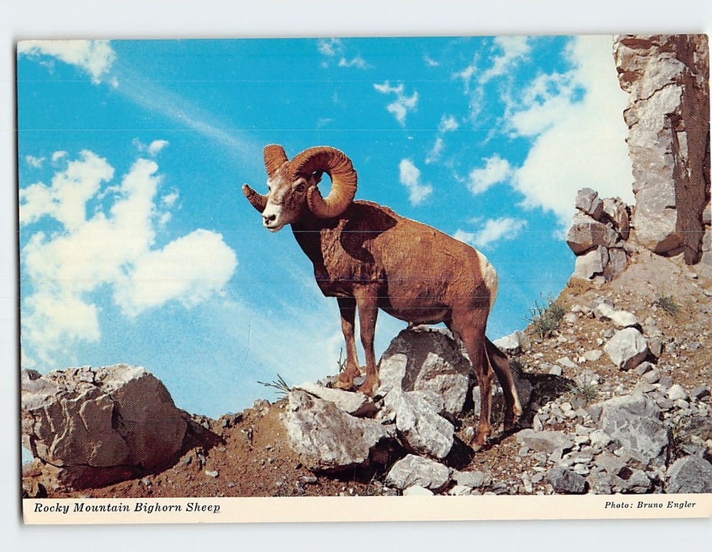 Postcard Rocky Mountain Bighorn Sheep Canada