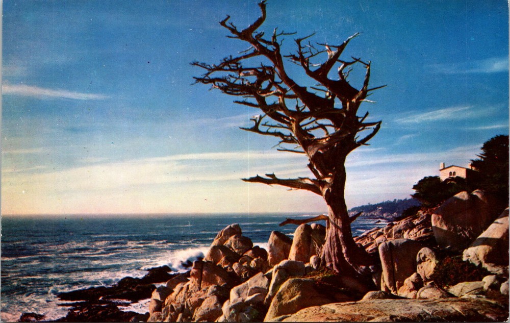 Ancient Sentinel Cypress on 17 Mile Drive Monterey California Vintage Postcard