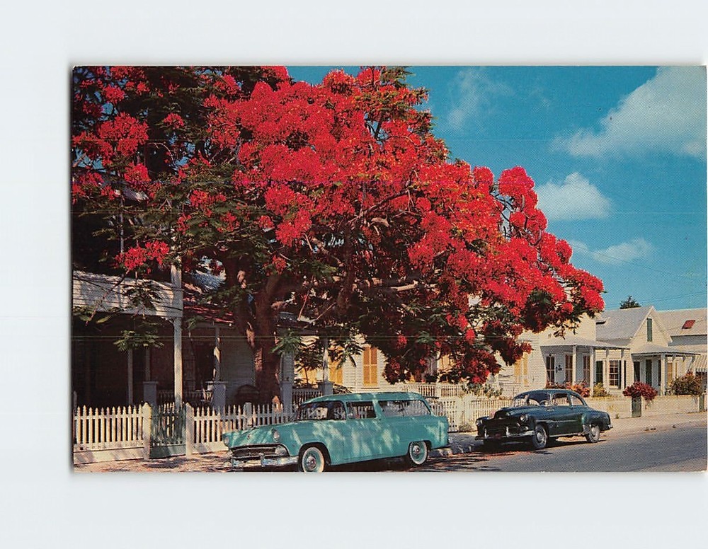 Postcard Flowering Royal Poinciana tree, Key West, Florida