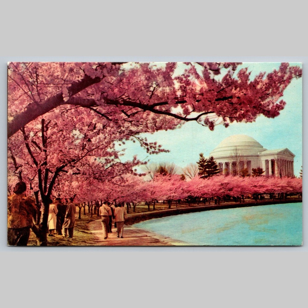 Postcard Cherry Blossom Time Thomas Jefferson Memorial Washington D.C.