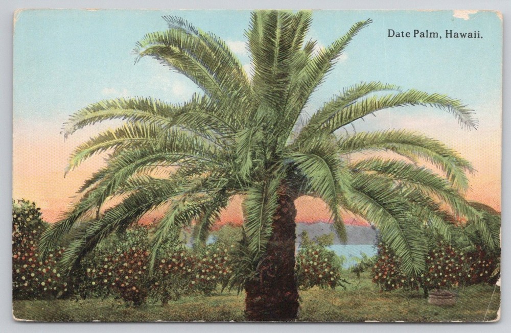 Date Palm Hawaii Vintage Postcard - Honolulu & South Seas Curio Co.