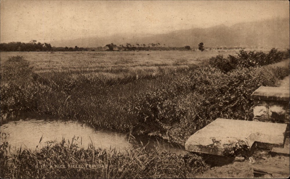 Rice Field Trinidad vintage postcard s431