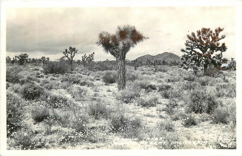 1940s Mojave Desert California Joshua Trees Frasher RPPC Postcard 26-1366