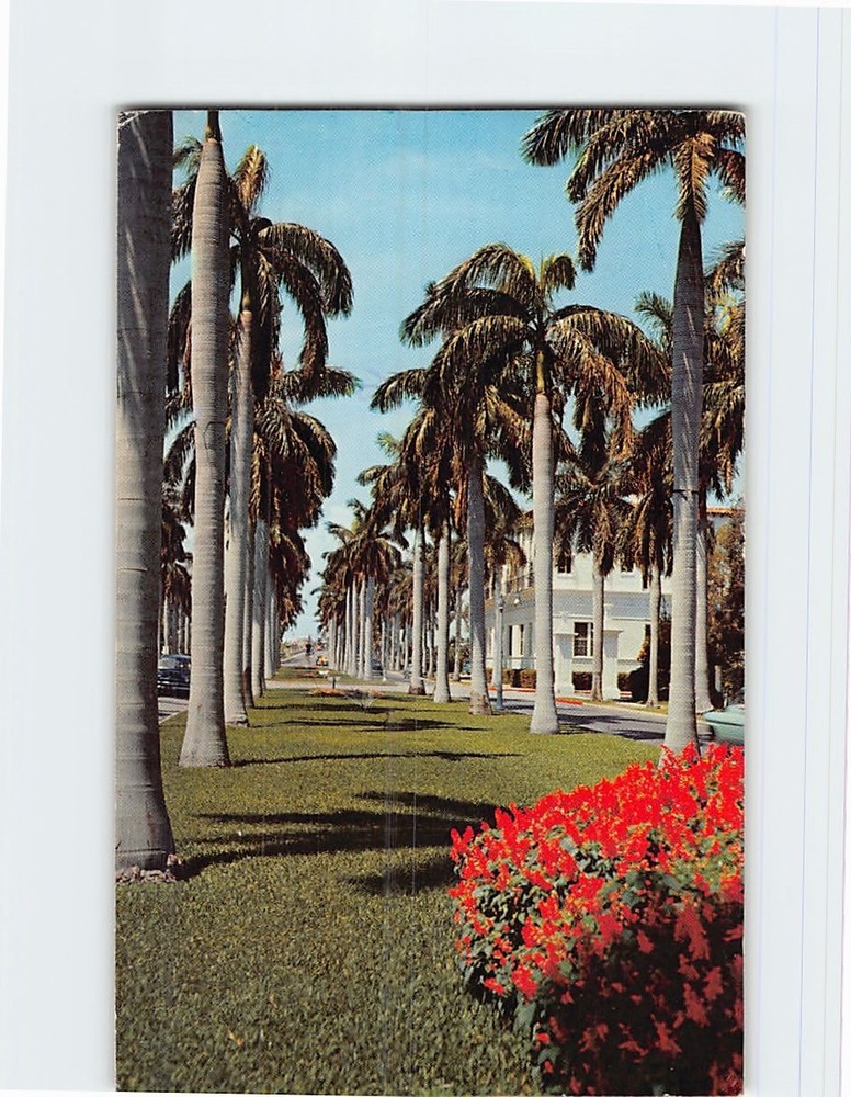 Postcard Avenue of Royal Palms in Southern Florida USA