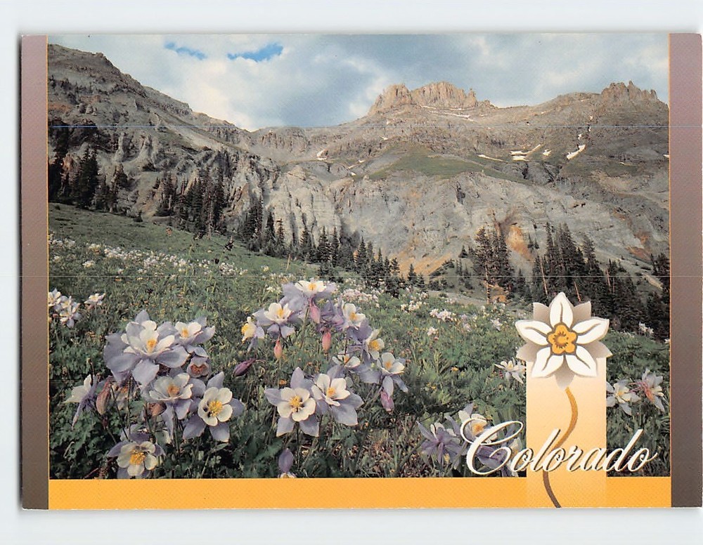 Postcard Columbines Yankee Boy Basin Uncompahgre National Forest Colorado USA