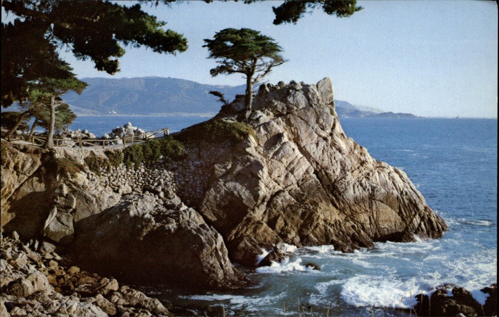 Pebble Beach California Lone Cypress on Midway Point rock formation ~ postcard